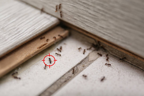 Wasp Removal Services in Bishopville, SC