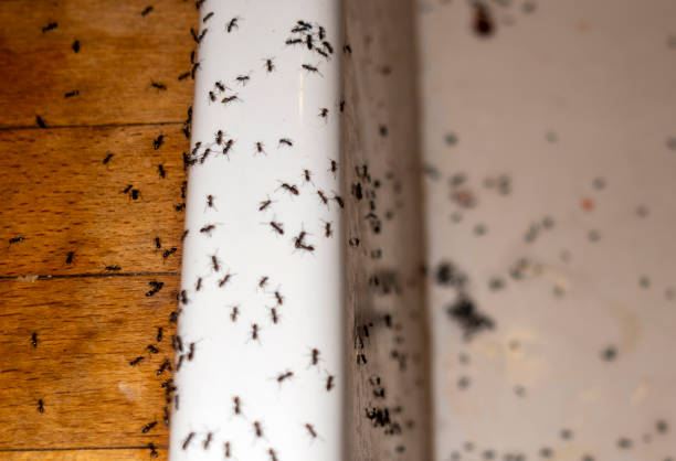 Best Spider Control Near Me  in Bishopville, SC