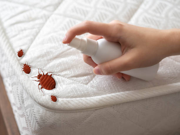 Best Local Pest Control Services  in Bishopville, SC