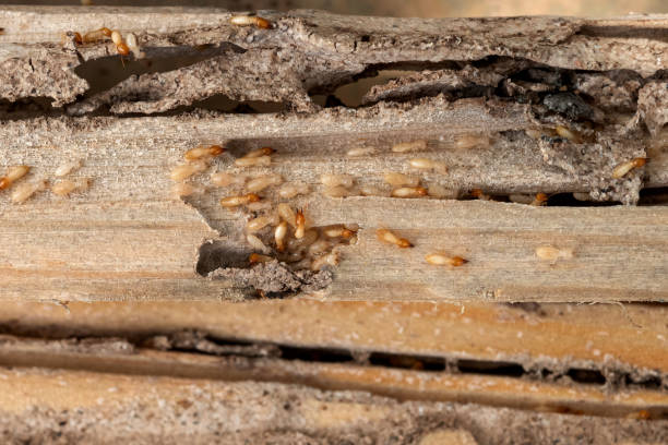 Best Exterminator Services  in Bishopville, SC