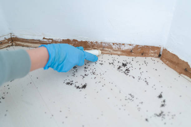 Best Termite Control Services  in Bishopville, SC